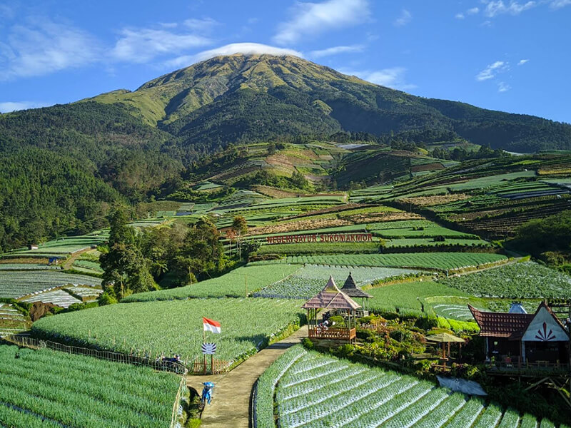 kebun sayur sukomakmur