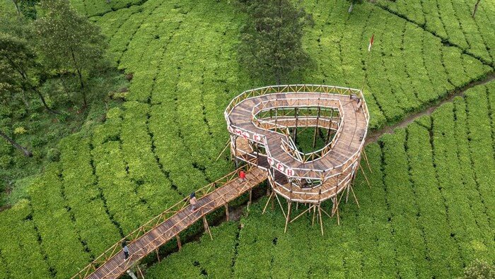 kebun teh tambi